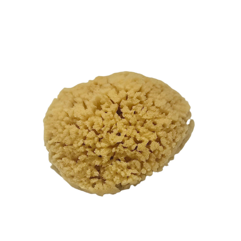 Natural Sea Sponge