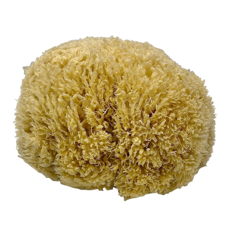 Natural Sea Sponge