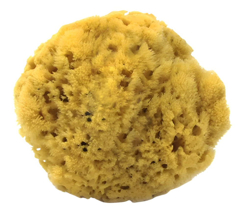 Jumbo natural SEA SPONGE. For outlet bathing or home decor.