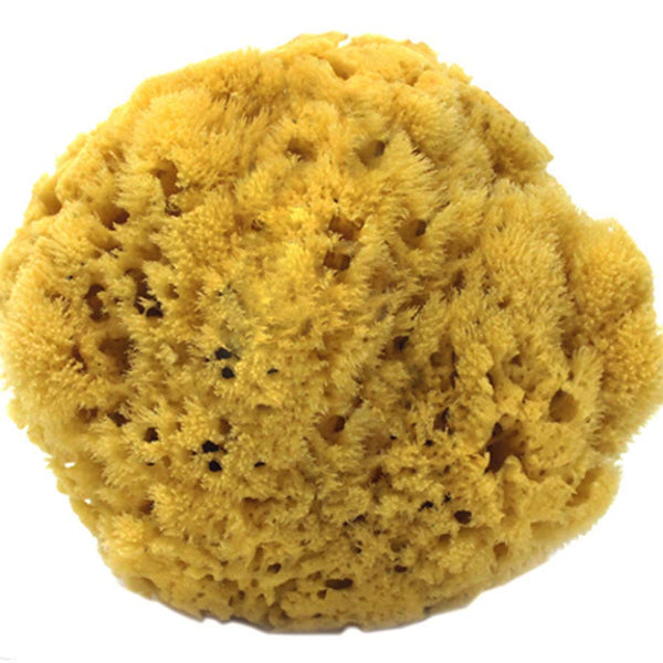 Natural Sea Sponge - Windows101 M